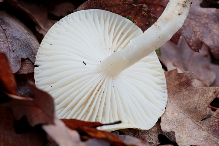 Ritrovamenti di oggi